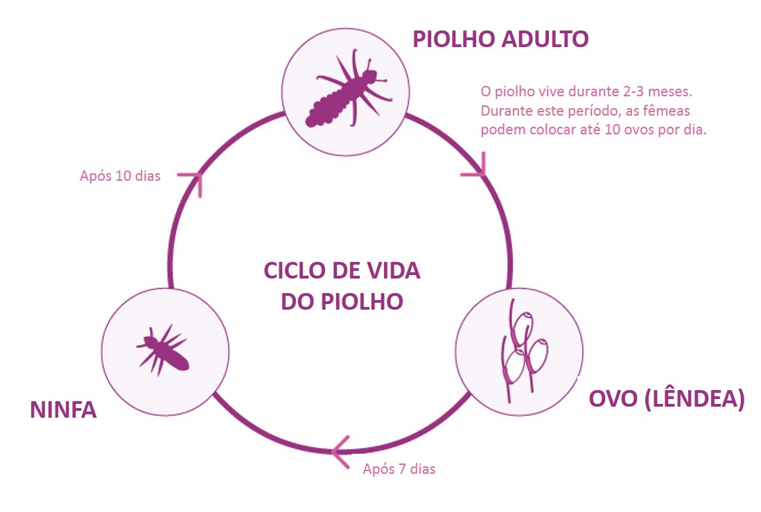 louselifecycle