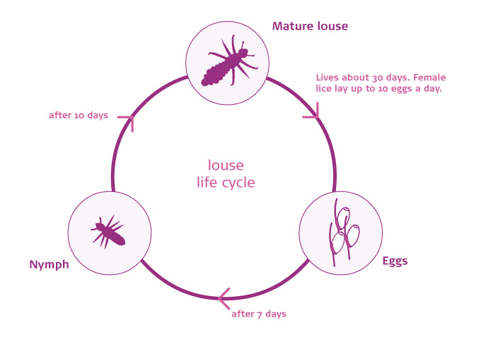 louselifecycle