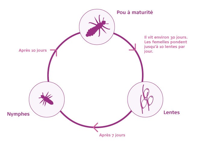 louselifecycle