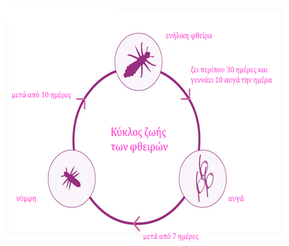 louselifecycle