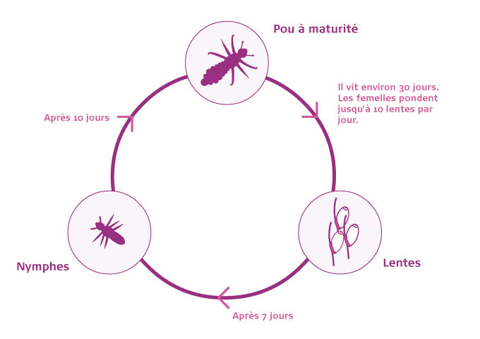 Cycle de vie d’un pou