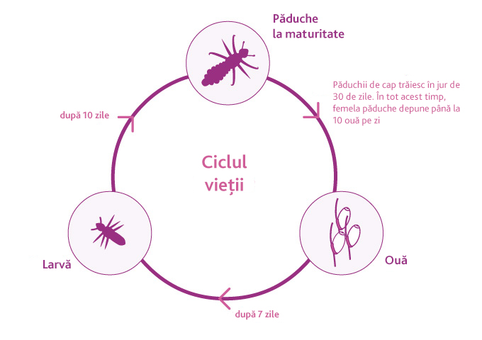 louselifecycle